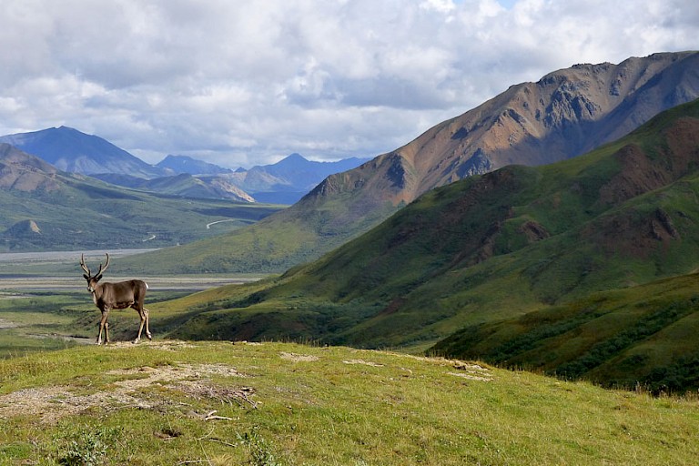 Kariboe in de bergen van Denali NP, Alaska