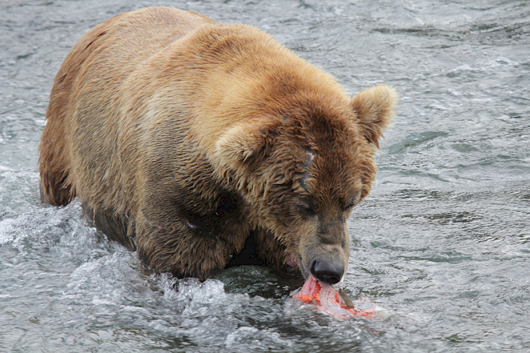 Vissende beer, Kodiak, Alaska.