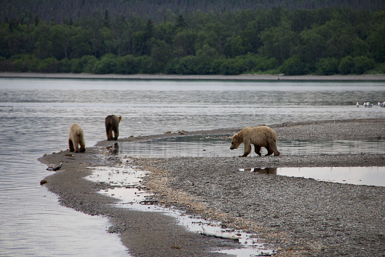 Beren die de op zoek zijn naar eten, Kodiak, Alaska