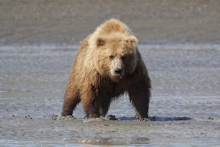 Beer op zoek naar krabben, Kodiak, Alaska.
