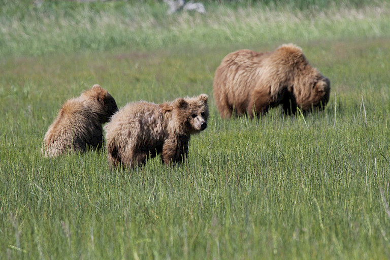 Moeder met twee jongen, Kodiak, Alaska.