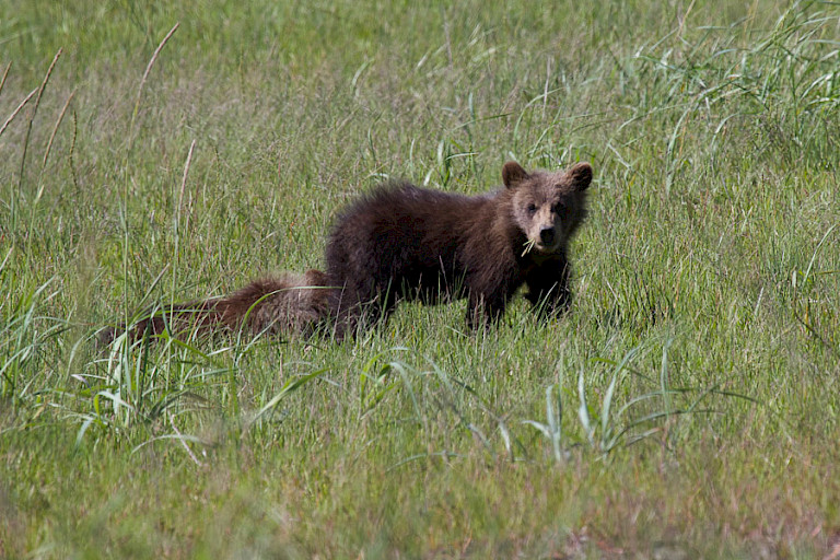 Jonge beer, Kodiak, Alaska.