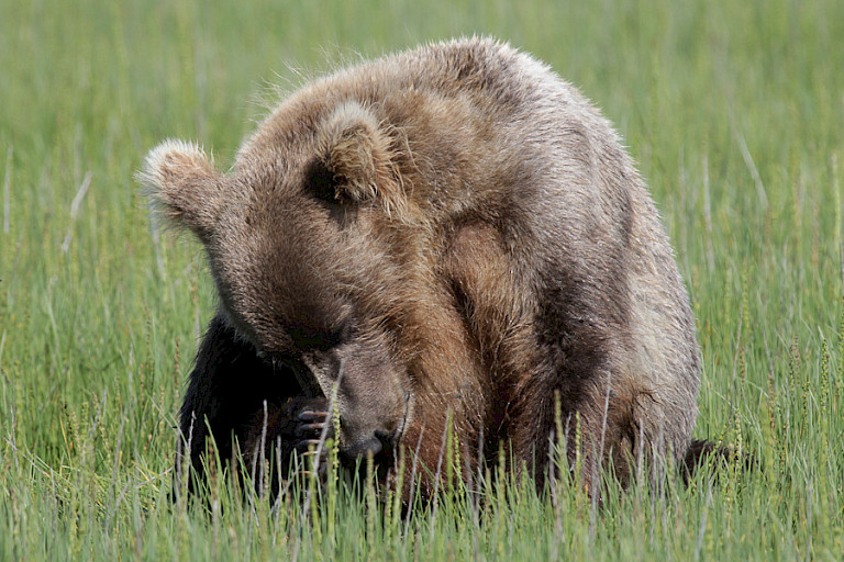 Zittende beer, Kodiak, Alaska.