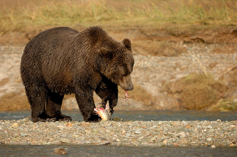 Bruine beer op Kodiak met zalm. Foto: André Gilden.