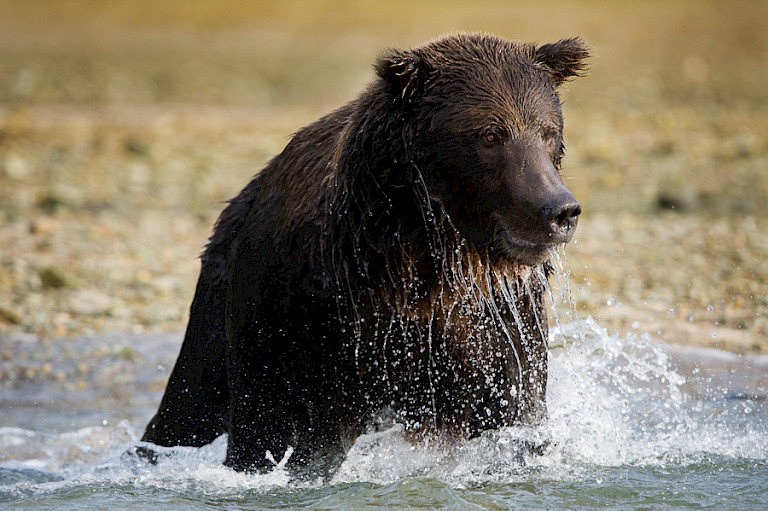 Weer mis.......  Foto: André Gilden.