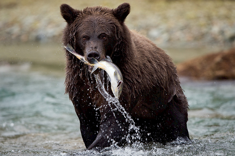 Eindelijk gelukt: bruine beer met zalm op Kodiak. Foto: André Gilden.