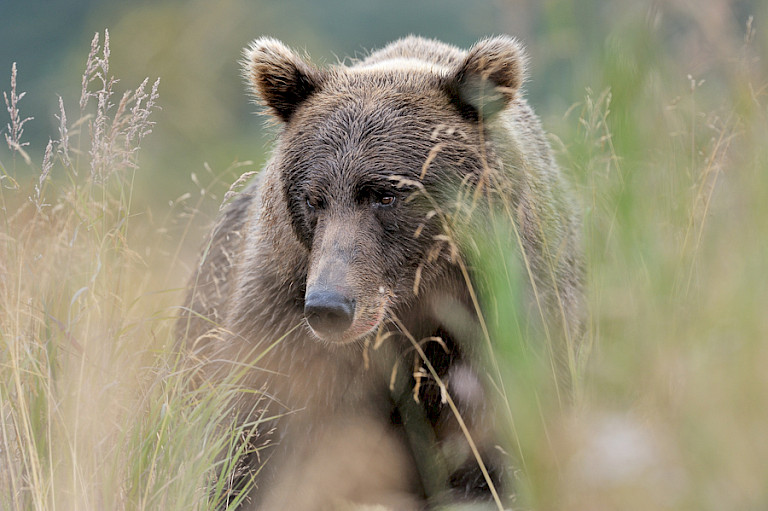 Verscholen achter een grasspriet. Beer op Kodiak. Foto: André Gilden.
