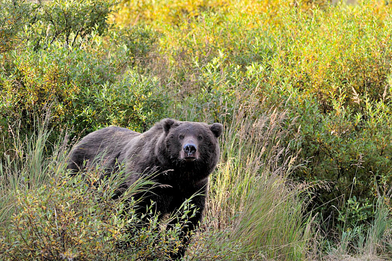 De beren op Katmai zijn niet alleen bij de rivieren te vinden. Foto: André Gilden.
