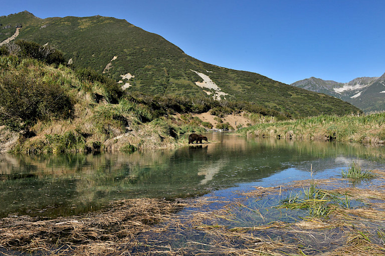 Landschap met beer op Katmai. Foto: André Gilden.