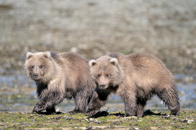 Jonge beren aan de wandel. Foto: André Gilden.