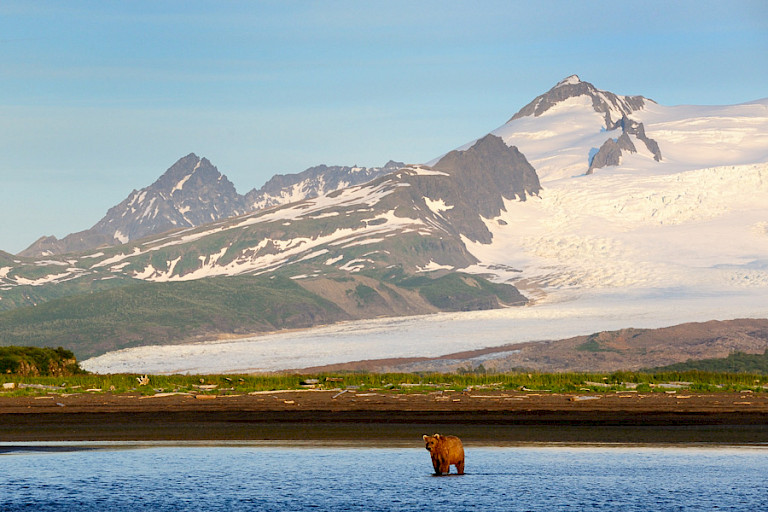 Beer in het landschap. Foto: André Gilden.
