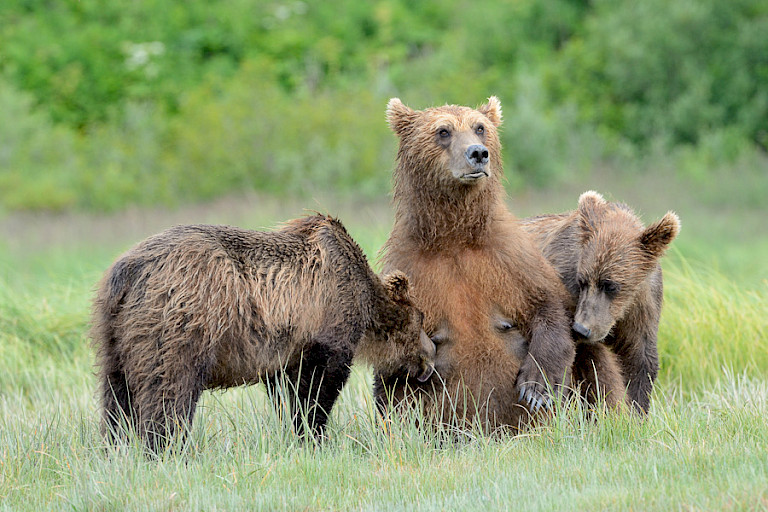 Moederbeer met twee jongen. Foto: André Gilden.