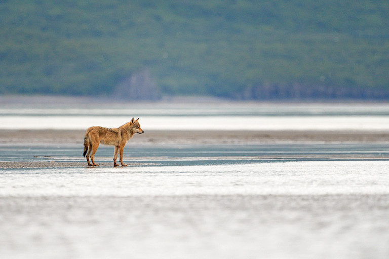 Prairiewolf aan het strand van Katmai. Foto: André Gilden.