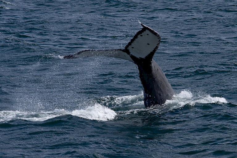 Onderduikende Bultrug in Frederick Sound