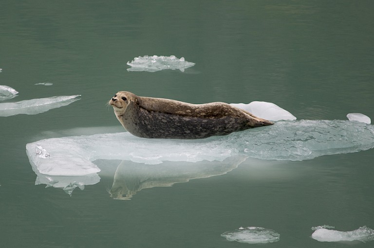 Een zeehond die aan het uitrusten is op een ijsschots in de Tracy Armfjord.