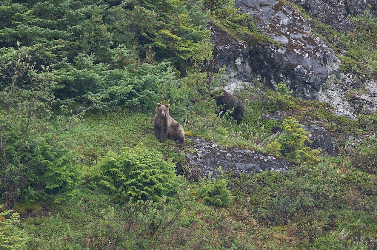 Bruine beren langs de oever van de fjorden, in Glacier Bay NP.