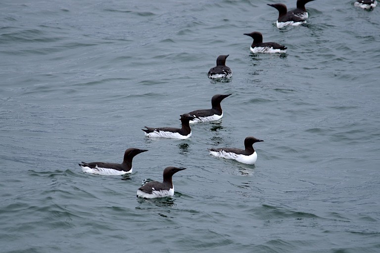 Zeekoeten.