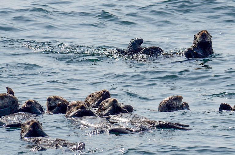 Zeeotters drijven vaak in groepjes bij elkaar.