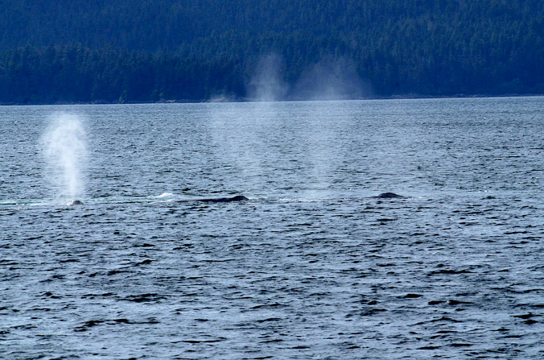 Bultruggen in de Frederick Sound.