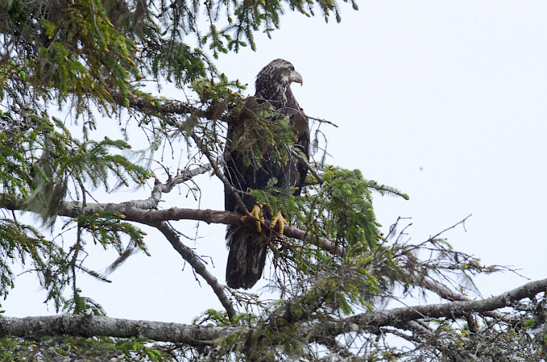 Een jonge Amerikaanse zeearend.