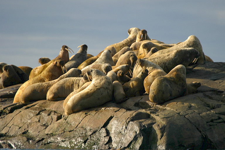 Walrussen bij Ellesmere.