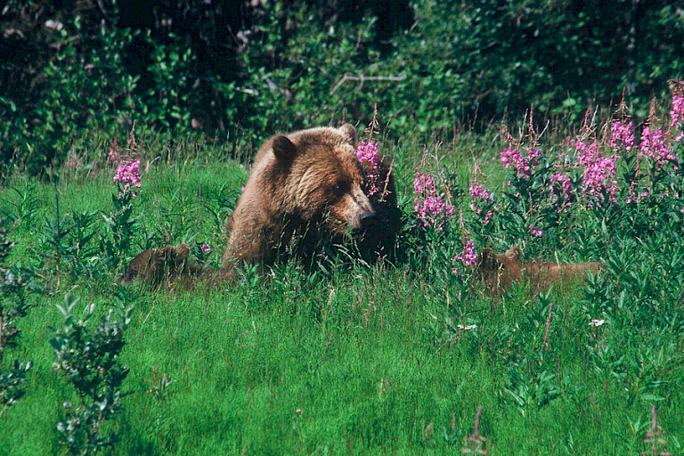 Bruine beer met jongen.