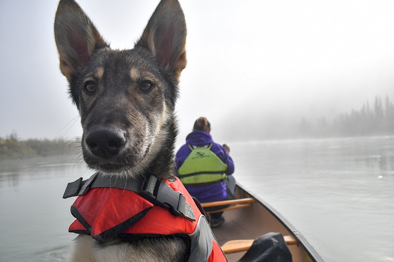 De husky's gaan vaak mee op kajaktochten. Foto: Muktuk Adventures.