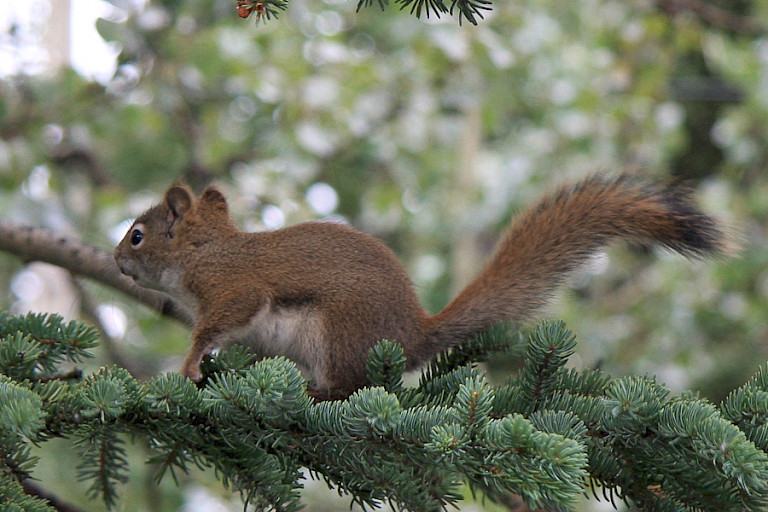 Rode eekhoorn in de dennenboom.