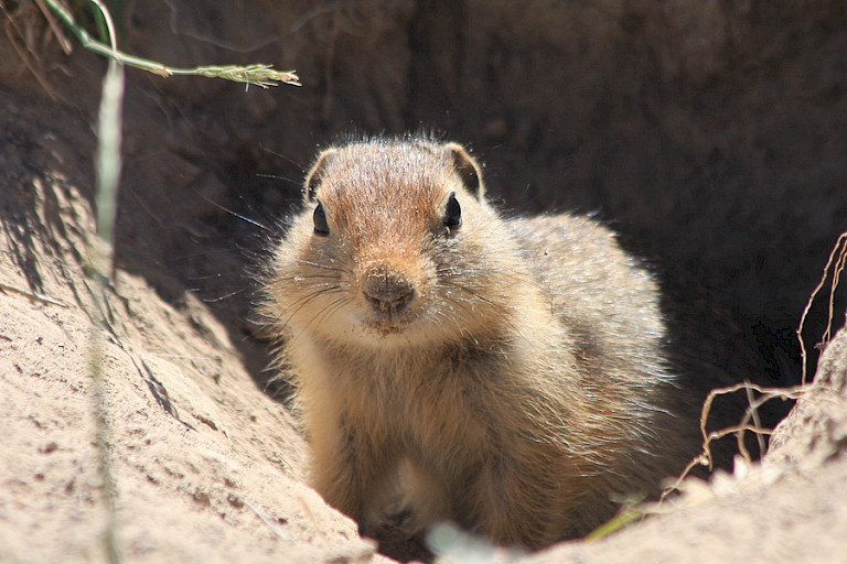 Grondeekhoorn langs de weg.