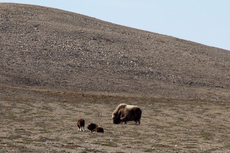 Muskusos met twee kalfjes.
