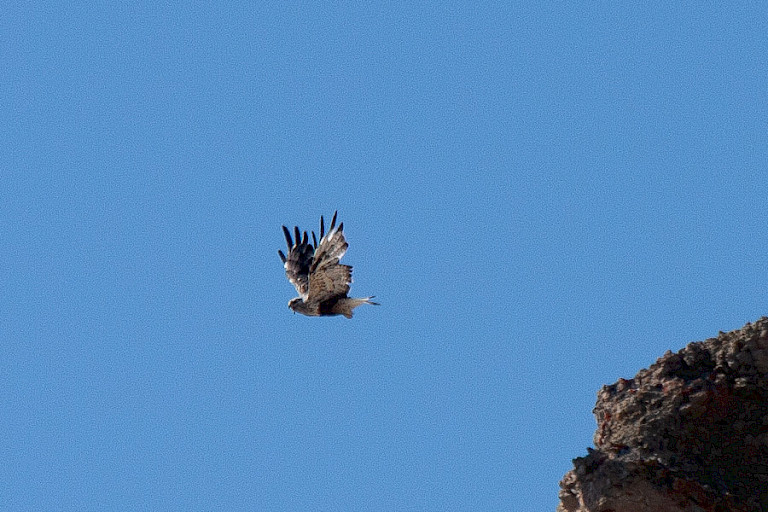 Ruigpootbuizerd.