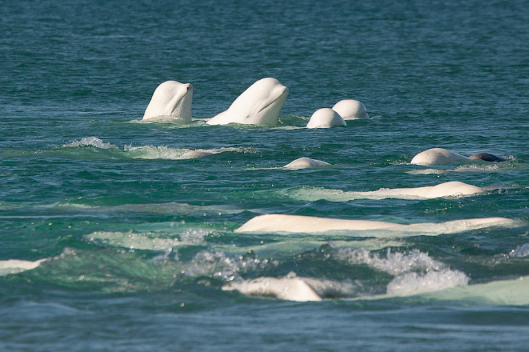 Beloega's zijn nieuwsgierig naar de toeschouwers op het strand.
