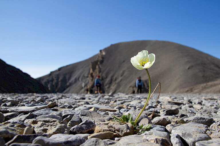 Arctische papaver in een grintbed.