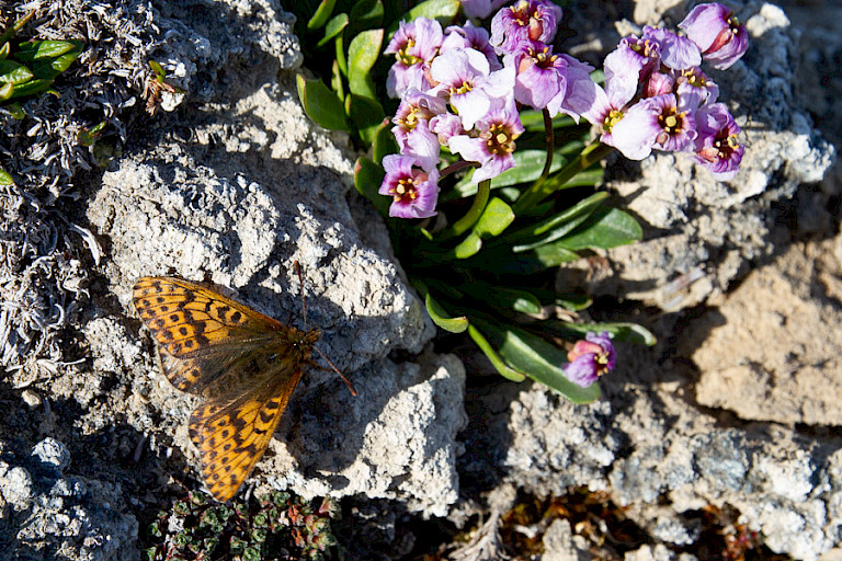 Zo noordelijk komen toch vlinders voor. (Speyeria h. hesperis, Noordwestelijk dobbelsteentje)
