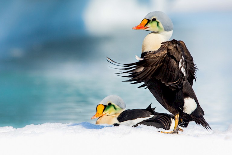 Koningseidereenden aan de rand van het pakijs.
