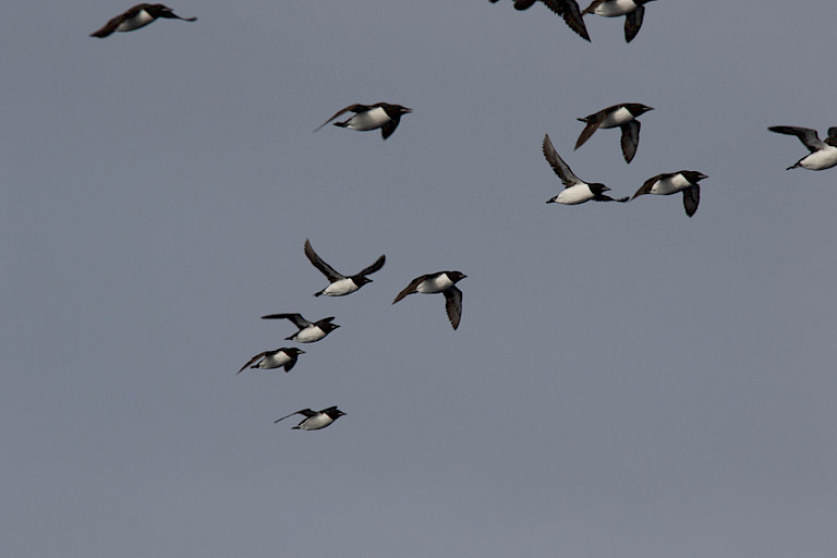 Dikbekzeekoeten in de vlucht.