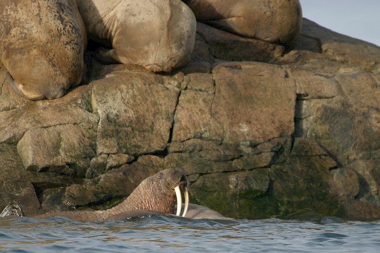 Walrus bij Devon.
