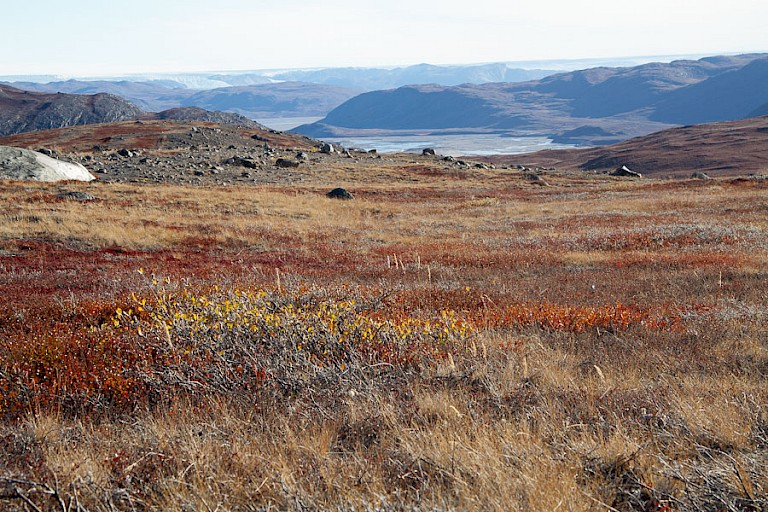 Toendra met uitzicht op de ijskap bij Kangerlussuaq (Groenland).