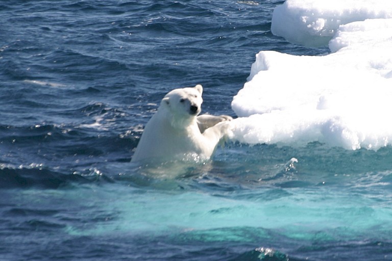 IJsbeer in de Lancaster Sound.