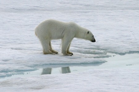 IJsbeer in de Lancaster Sound. Expeditiecruise West-Groenland & oostkust Baffin Canada.