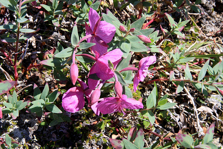 Het Breedbladig wilgenroosje is op veel plaatsen te vinden.