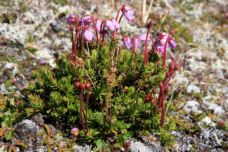 Dopheide op de toendra.