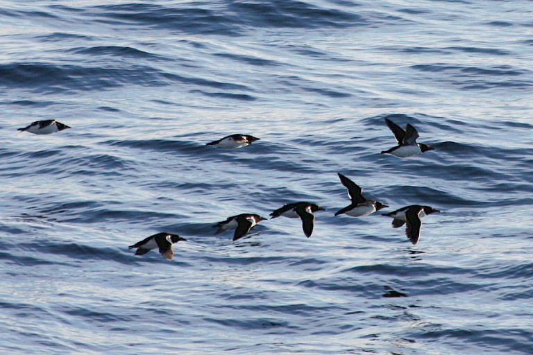 Kortbekzeekoeten in vlucht.