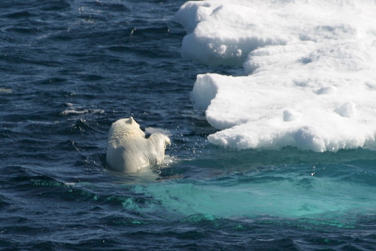 Zwemmende ijsbeer in een pakijsveld.
