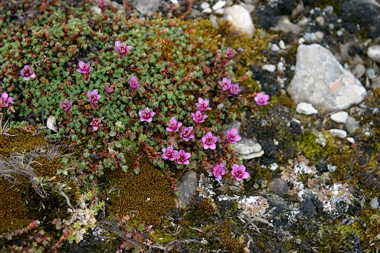 Zuiltjessteenbreek op Ellesmere.