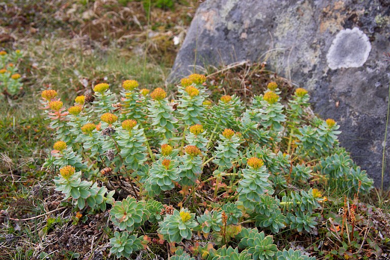 Bijna uitgebloeid Rozenwortel bij Sisimiut,