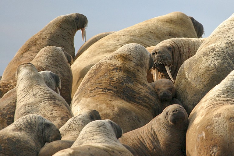 Walrussen bijeen op een rots voor Dundas Harbour.