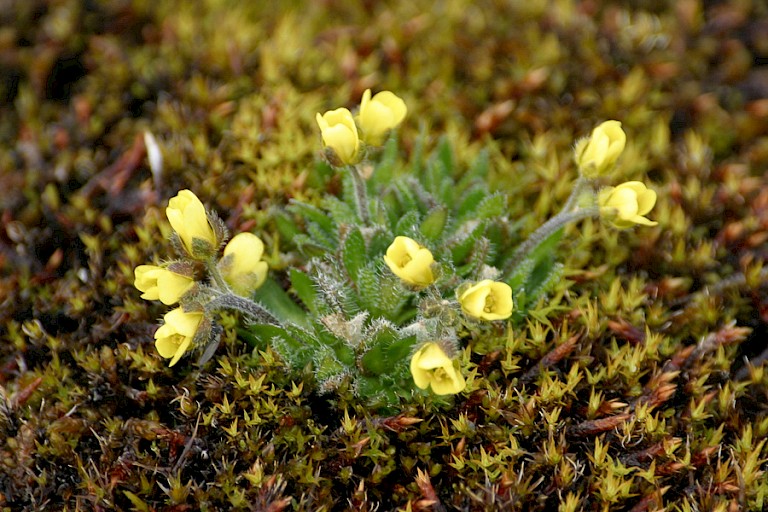 Groenlands Hongerbloempje op de toendra van Ellesmere.