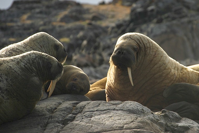 Walrussen zijn op veel plaatsen te vinden in de Lancaster Sound.