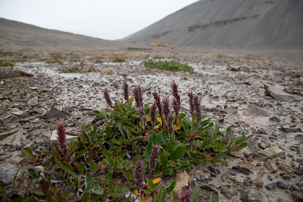 Poolwilg in het barre lanschap.